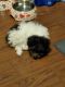 Maltipoo Puppies for sale in Sierra Vista, AZ 85635, USA. price: NA