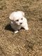 Maltipoo Puppies for sale in Hiram, GA, USA. price: NA