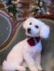 Maltipoo Puppies for sale in Powderly, TX 75473, USA. price: NA