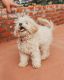Maltipoo Puppies for sale in The Bronx, NY, USA. price: $850