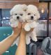 Maltipoo Puppies for sale in Ponca City, OK, USA. price: $550