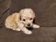 Maltipoo Puppies for sale in Peoria, AZ 85345, USA. price: $1,085