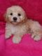 Maltipoo Puppies for sale in Moliwe, Cameroon. price: 500 XAF