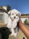Maltipoo Puppies for sale in Ontario, CA, USA. price: $750