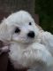 Maltipoo Puppies for sale in Hillsborough Township, NJ, USA. price: $2,950