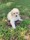 Maltipoo Puppies for sale in Euless, TX, USA. price: NA