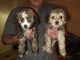 Maltipoo Puppies for sale in Vallejo, CA, USA. price: NA