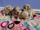 Maltipoo Puppies for sale in California, MD, USA. price: $1,000