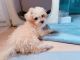 Maltipoo Puppies for sale in Bartow, FL, USA. price: $550
