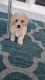 Maltipoo Puppies for sale in Riverside, CA, USA. price: $2,500