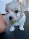 Maltipoo Puppies for sale in Austin, TX, USA. price: $900