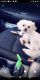 Maltipoo Puppies for sale in Rex, GA, USA. price: NA