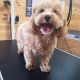 Maltipoo Puppies for sale in Bartow, FL, USA. price: $600