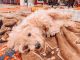 Maltipoo Puppies for sale in Bartow, FL, USA. price: $600