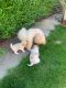Maltipoo Puppies for sale in Austin, TX, USA. price: $900