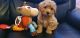 Maltipoo Puppies for sale in Houston Heights, Houston, TX 77008, USA. price: NA