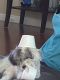 Maltipoo Puppies for sale in Peoria, AZ, USA. price: $1,500