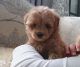 Maltipoo Puppies for sale in Carrefour BIYEM-ASSI, Yaoundé, Cameroon. price: 950 XAF