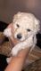 Maltipoo Puppies for sale in Ollie Chunn Rd, Spring Hill, TN 37174, USA. price: NA