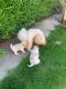 Maltipoo Puppies for sale in Baltimore, MD, USA. price: $900