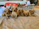 Maltipoo Puppies for sale in Buffalo Grove, IL, USA. price: $750