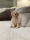 Maltipoo Puppies for sale in Rosenberg, TX, USA. price: $1,500