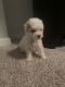 Maltipoo Puppies for sale in Arlington, TX, USA. price: NA