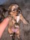 Maltipoo Puppies for sale in Bartow, FL, USA. price: $700