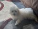 Maltipoo Puppies for sale in 375 W Dundee Rd, Wheeling, IL 60090, USA. price: NA