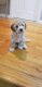 Maltipoo Puppies for sale in Central Falls, RI 02863, USA. price: $2,000