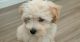 Maltipoo Puppies for sale in Erie, CO, USA. price: $1,300