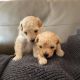 Maltipoo Puppies for sale in Paisley, OR 97636, USA. price: $850