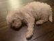 Maltipoo Puppies for sale in Keller, TX, USA. price: NA
