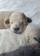 Maltipoo Puppies for sale in Goldsboro, NC, USA. price: $1,800