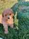 Maltipoo Puppies for sale in East Windsor, NJ, USA. price: NA