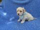 Maltipoo Puppies for sale in La Habra Heights, CA, USA. price: NA