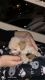 Maltipoo Puppies for sale in Glendale, CA, USA. price: $2,000