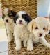 Maltipoo Puppies for sale in Downey, CA, USA. price: $1,200
