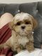 Maltipoo Puppies for sale in Macomb, MI 48042, USA. price: $1,500