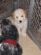 Maltipoo Puppies for sale in Schenectady, NY, USA. price: NA