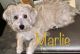 Maltipoo Puppies for sale in Bridgeport, CT 06606, USA. price: NA