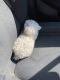 Maltipoo Puppies for sale in Long Beach, CA, USA. price: NA
