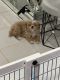 Maltipoo Puppies for sale in Macomb, MI 48042, USA. price: $2,500