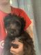 Maltipoo Puppies for sale in Ontario, CA, USA. price: $1