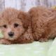 Maltipoo Puppies for sale in Decatur, GA 30030, USA. price: NA