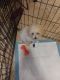 Maltipoo Puppies for sale in Green Bay, WI, USA. price: NA
