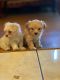 Maltipoo Puppies for sale in 11209 S Hobart Blvd, Los Angeles, CA 90047, USA. price: NA