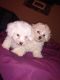 Maltipoo Puppies for sale in Dearborn Heights, MI, USA. price: $900