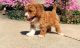 Maltipoo Puppies for sale in Waldorf, MN 56091, USA. price: $800