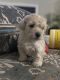 Maltipoo Puppies for sale in Bakersfield, CA, USA. price: $700